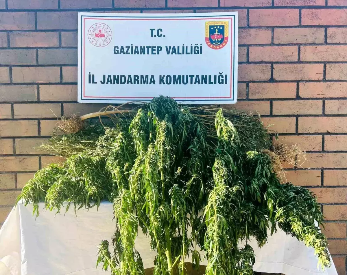 Gaziantep'te Uyuşturucu Operasyonunda 145 Kök Kenevir Ele Geçirildi