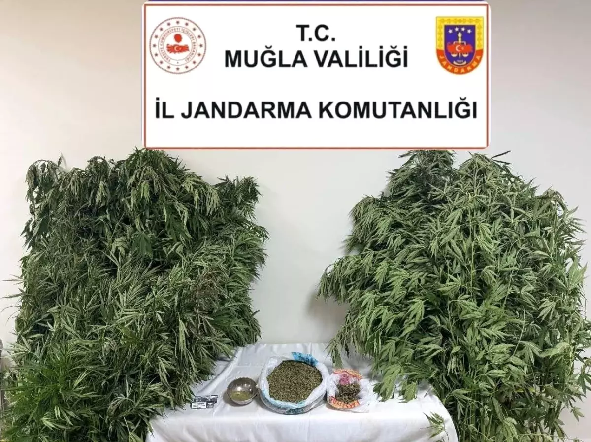 Muğla'da Uyuşturucu Operasyonu: 70 Yaşındaki Şüpheli Gözaltına Alındı