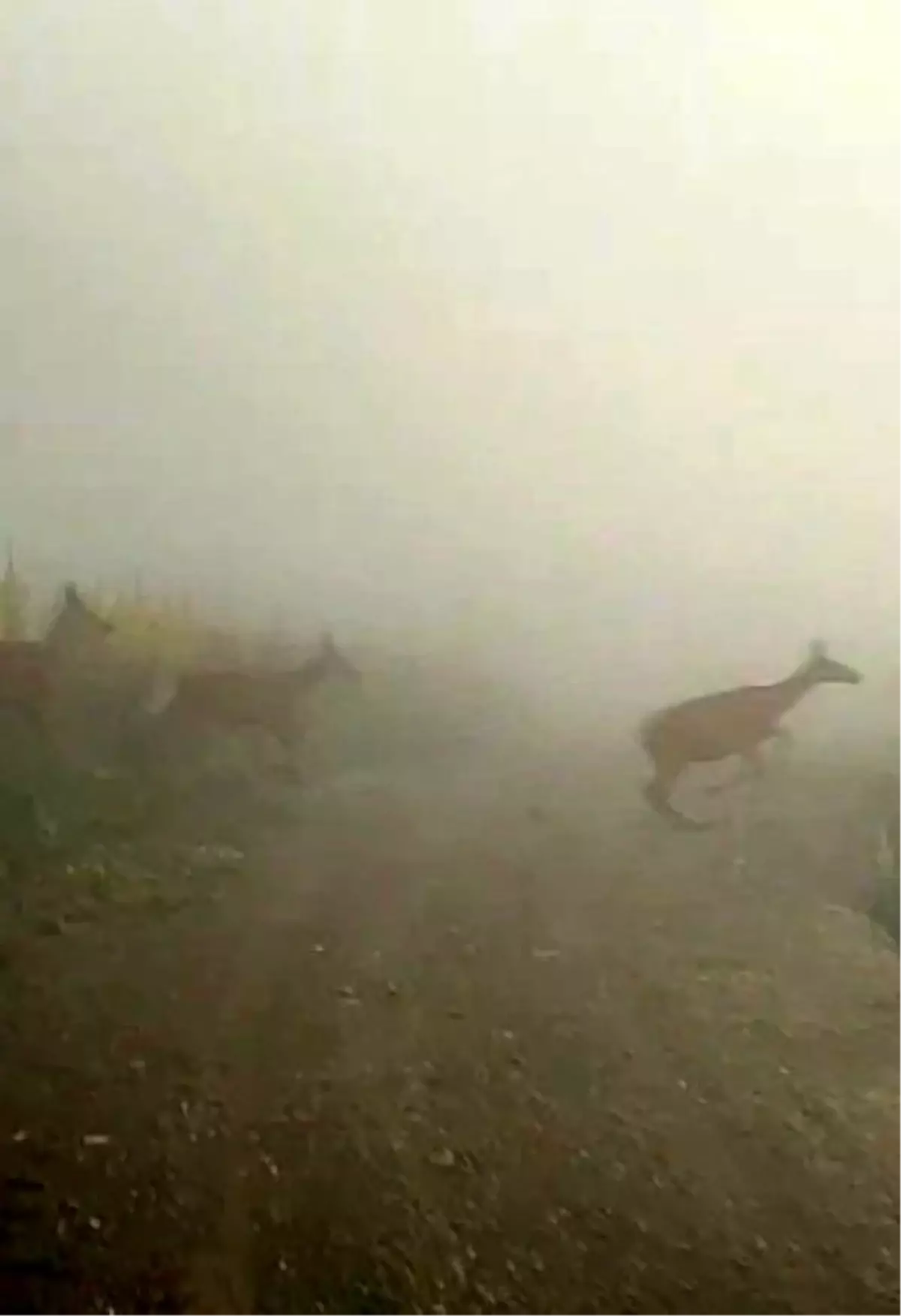 Ilgaz Dağı'nda Renkli Doğa Anları