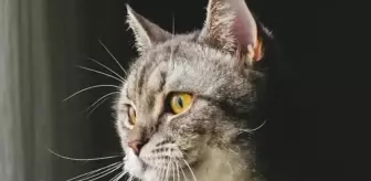 Kedi tüyü öldürür mü?