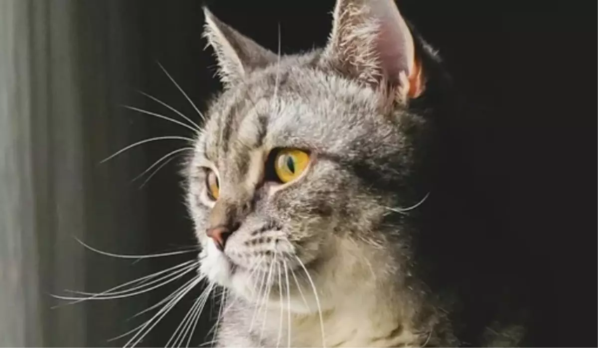 Kedi tüyü öldürür mü?