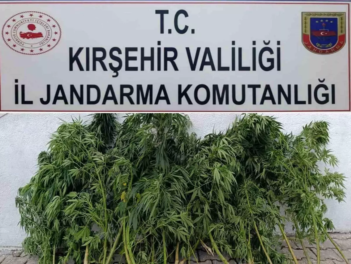 Kırşehir'de Yasa Dışı Kenevir Ekimine Geçit Yok