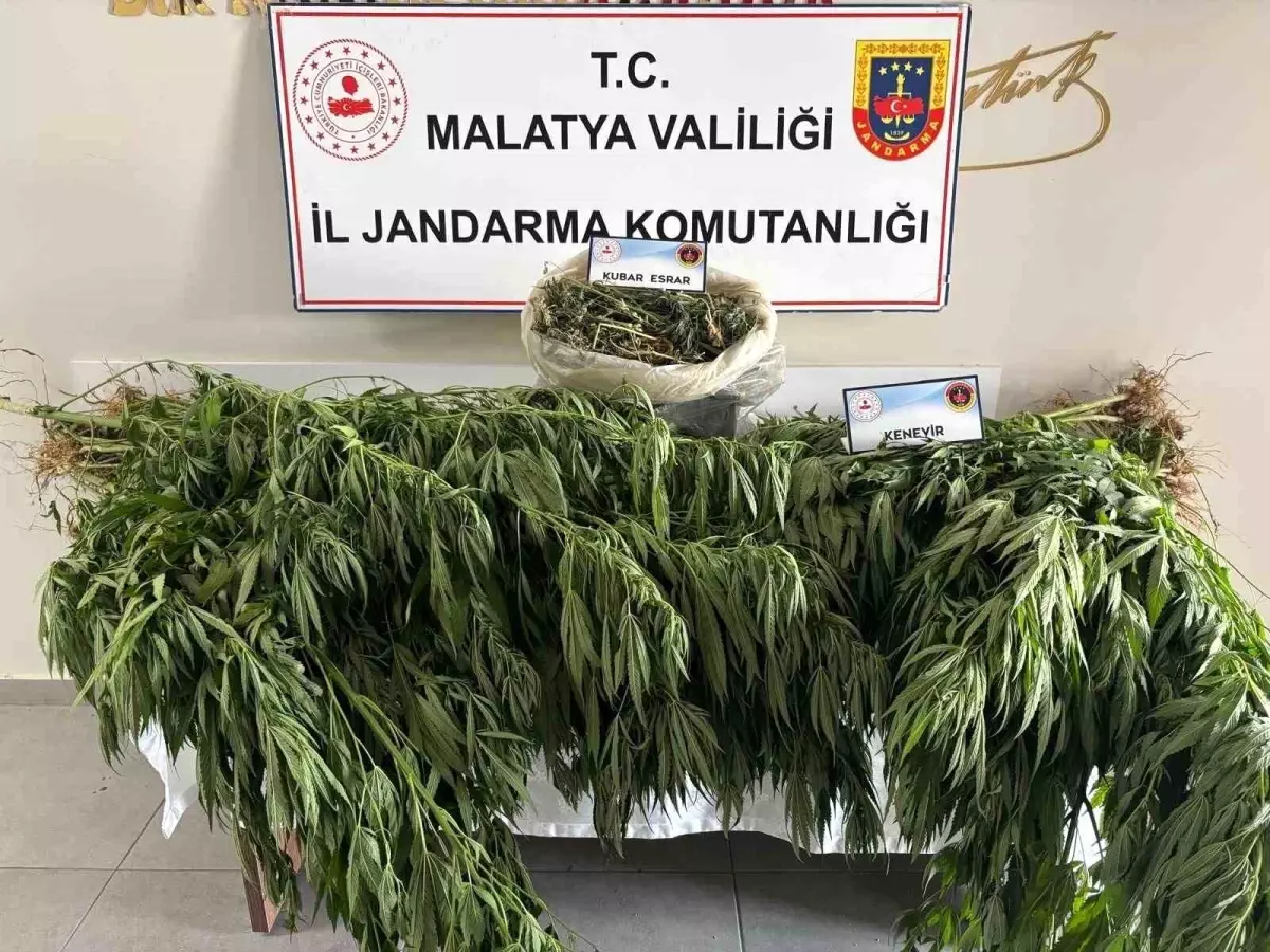 Malatya'da Uyuşturucu Operasyonu: 1 Gözaltı, 1200 Gram Esrar ve 148 Kök Kenevir Ele Geçirildi