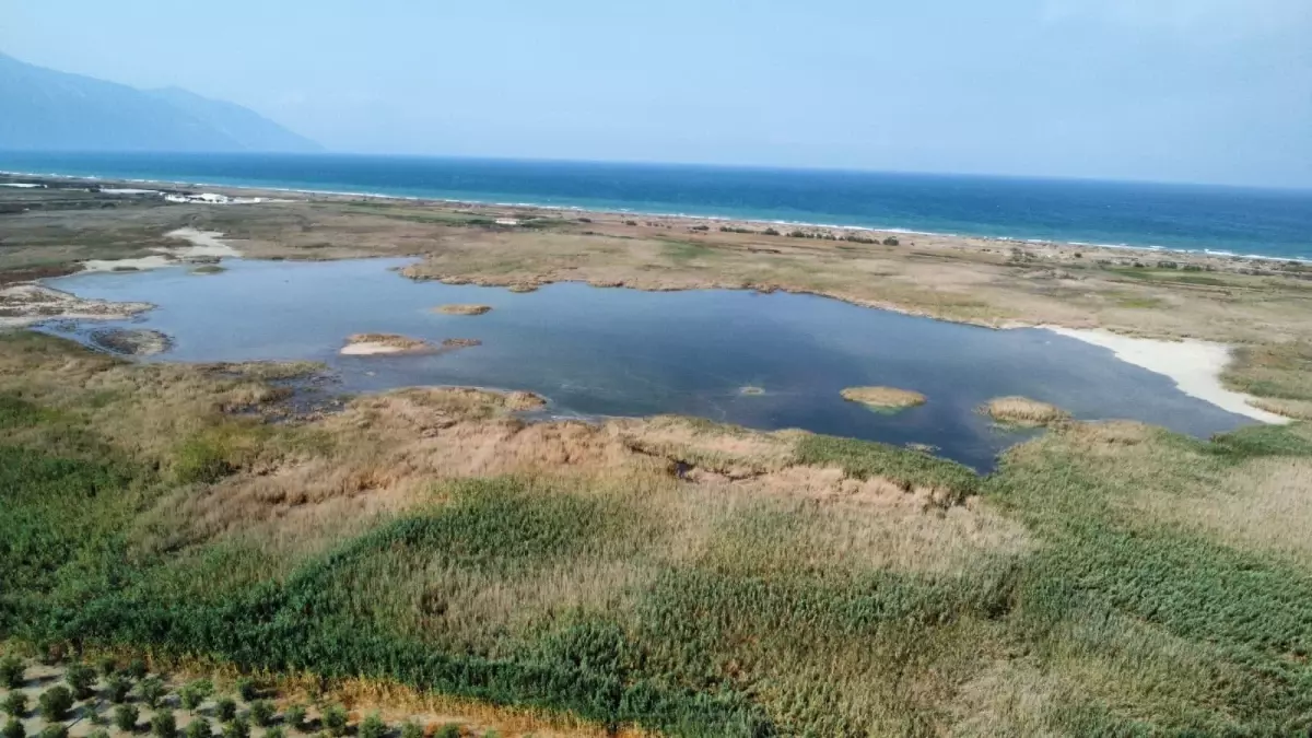 Milleyha Kuş Cenneti Yeniden Suya Kavuştu, Kuşlar Geri Döndü