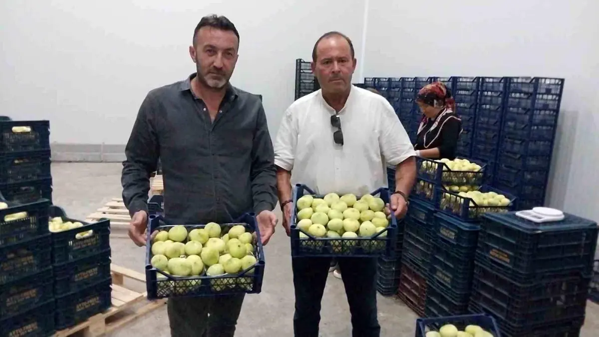 Mersin'in Mut İlçesi Beyaz İncir İhracatına Başladı