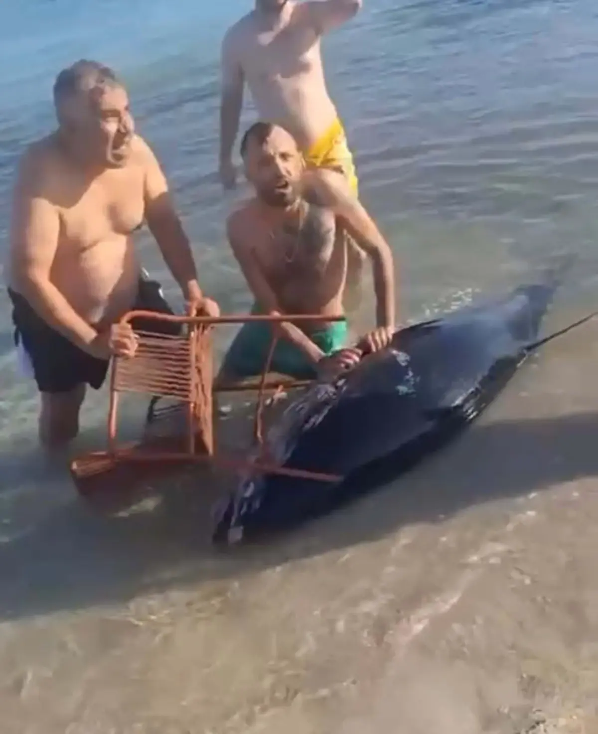 Çeşme'de Kıyıya Vuran Orkinos Tepki Çekti