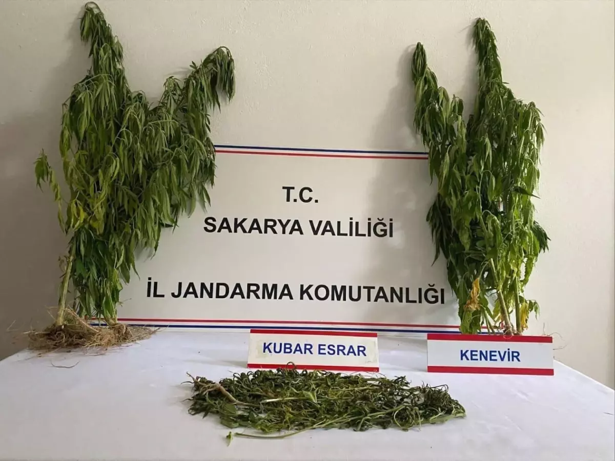 Sakarya'da Uyuşturucu Operasyonları: 1 Tutuklama