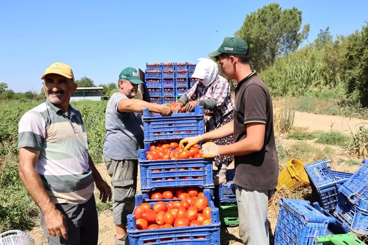 Aydın'da Domates Hasadı Sıcaklarla Zora Girdi