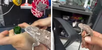 Sineklerle mücadele etmek için bukalemun beslemeye başladı