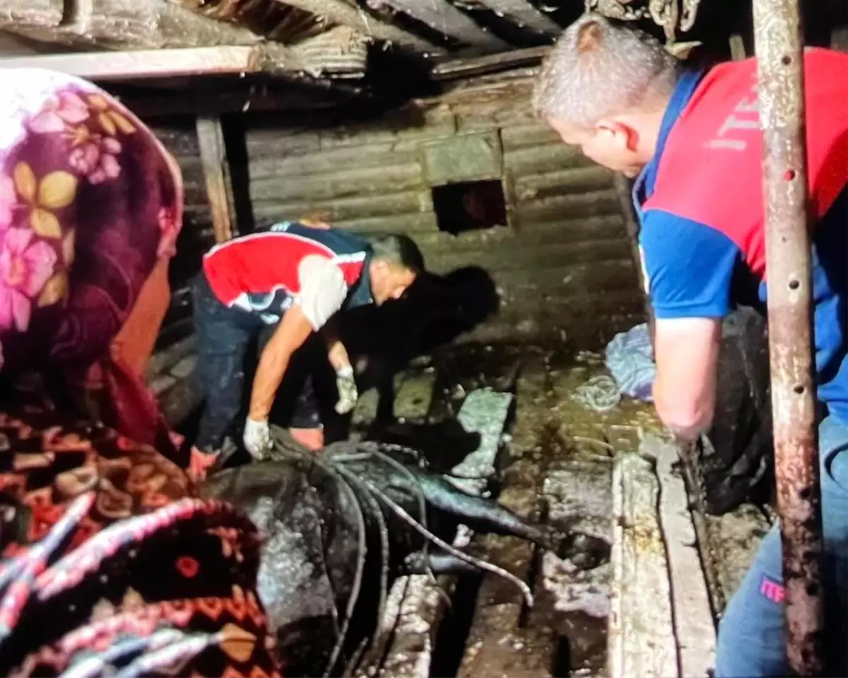 Sinop'ta Ahırda Çökme: Büyükbaş Hayvan Kurtarıldı