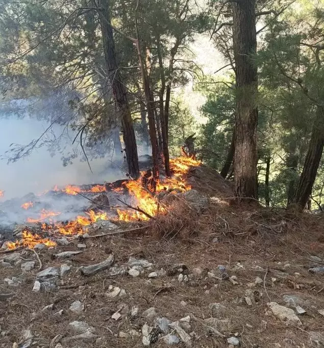 Three Suspects Who Started Forest Fire in Adana Were Caught