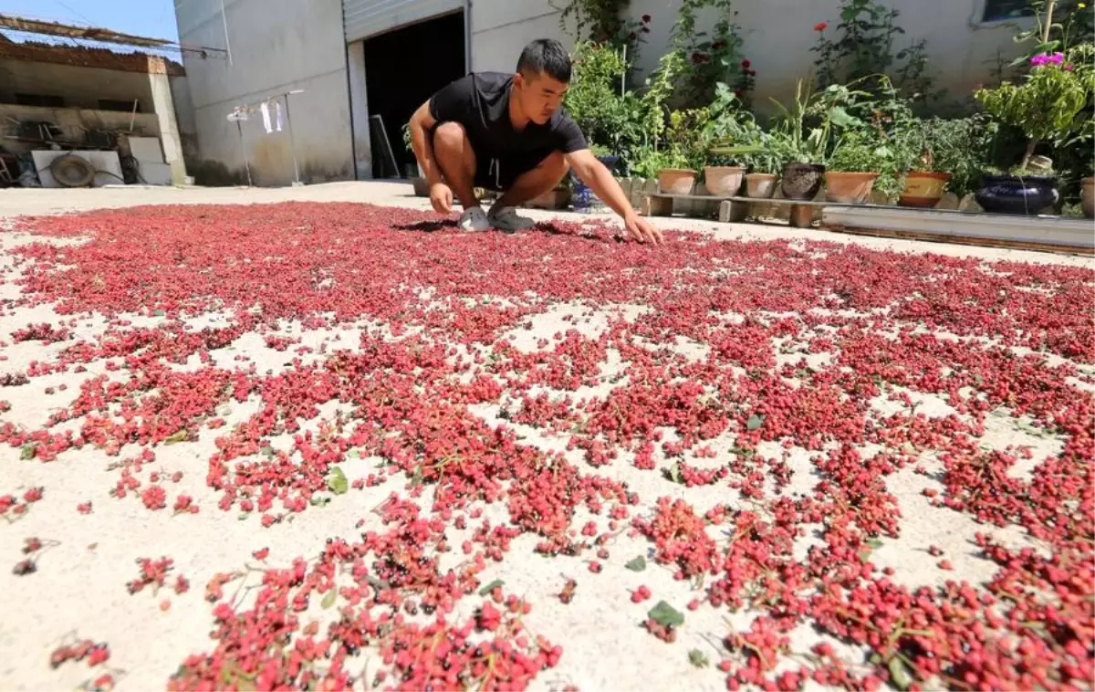 Gansu Eyaleti, Sichuan Biberi Yetiştiriciliğinde Önemli Bir Atılım Yapıyor