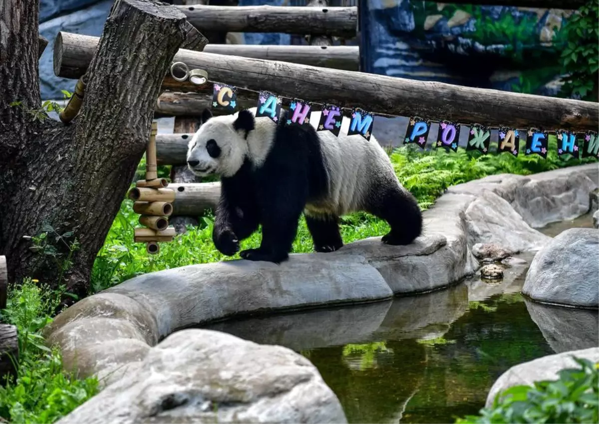 Moskova Hayvanat Bahçesi'nde Dev Panda Dingding'in Doğum Günü Kutlandı