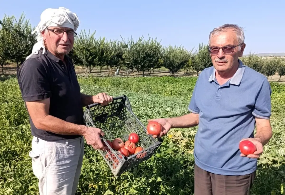 Gördes'te Ata Tohumu Domatesler Pazarda İlgi Görüyor