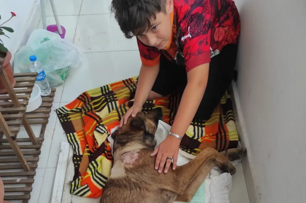 Havalı Tüfekle Vurulan 'Ateş' İsimli Köpek Felç Kaldı