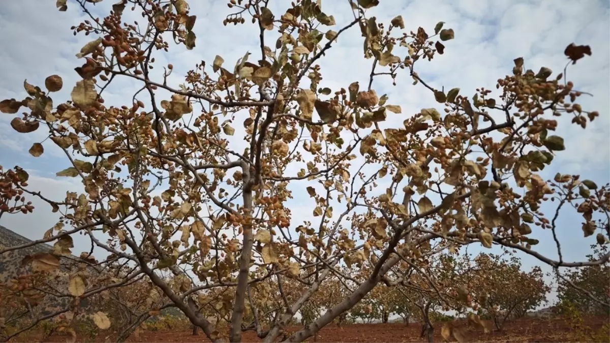 Siirt Fıstığı'na Kavurucu Sıcaklar Zarar Verdi