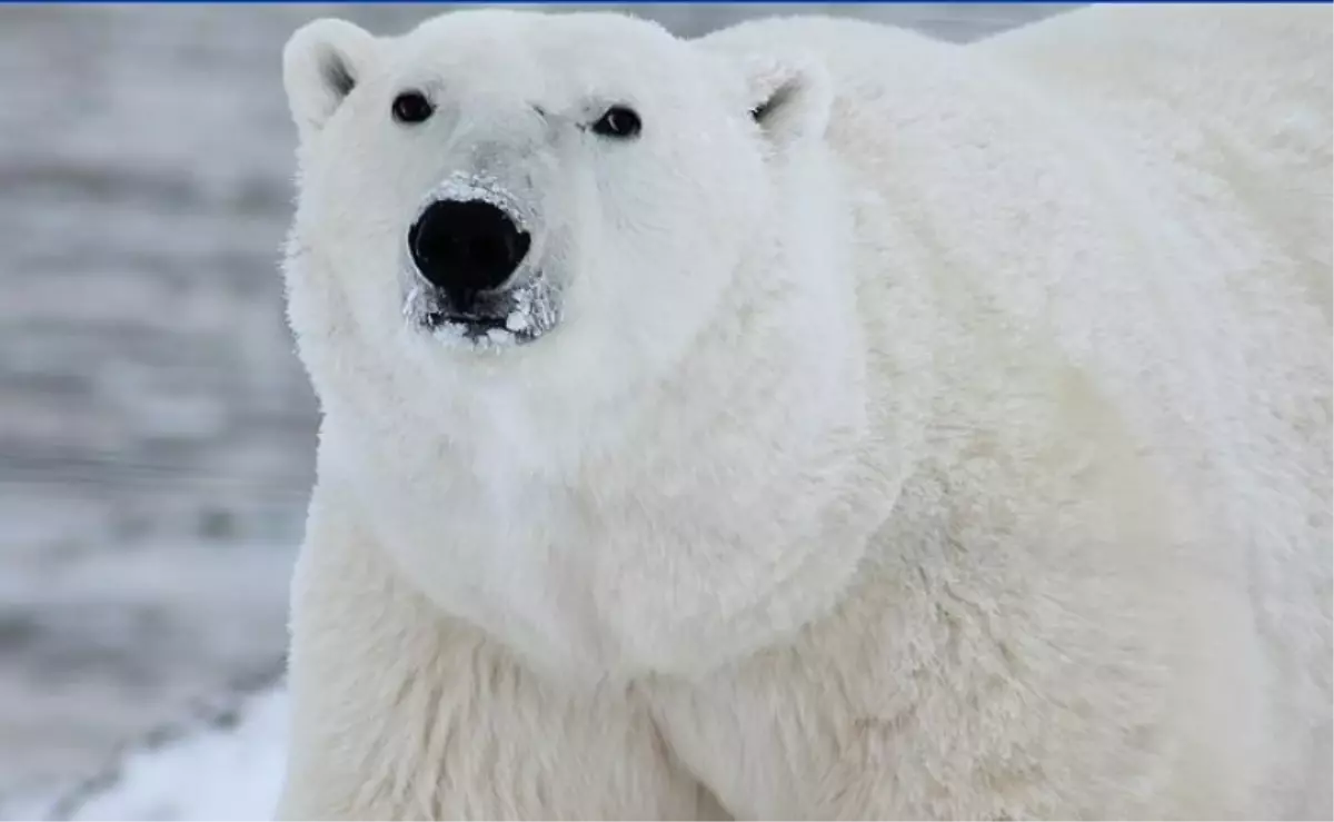 Kutup ayısı ısırma kuvveti nedir?