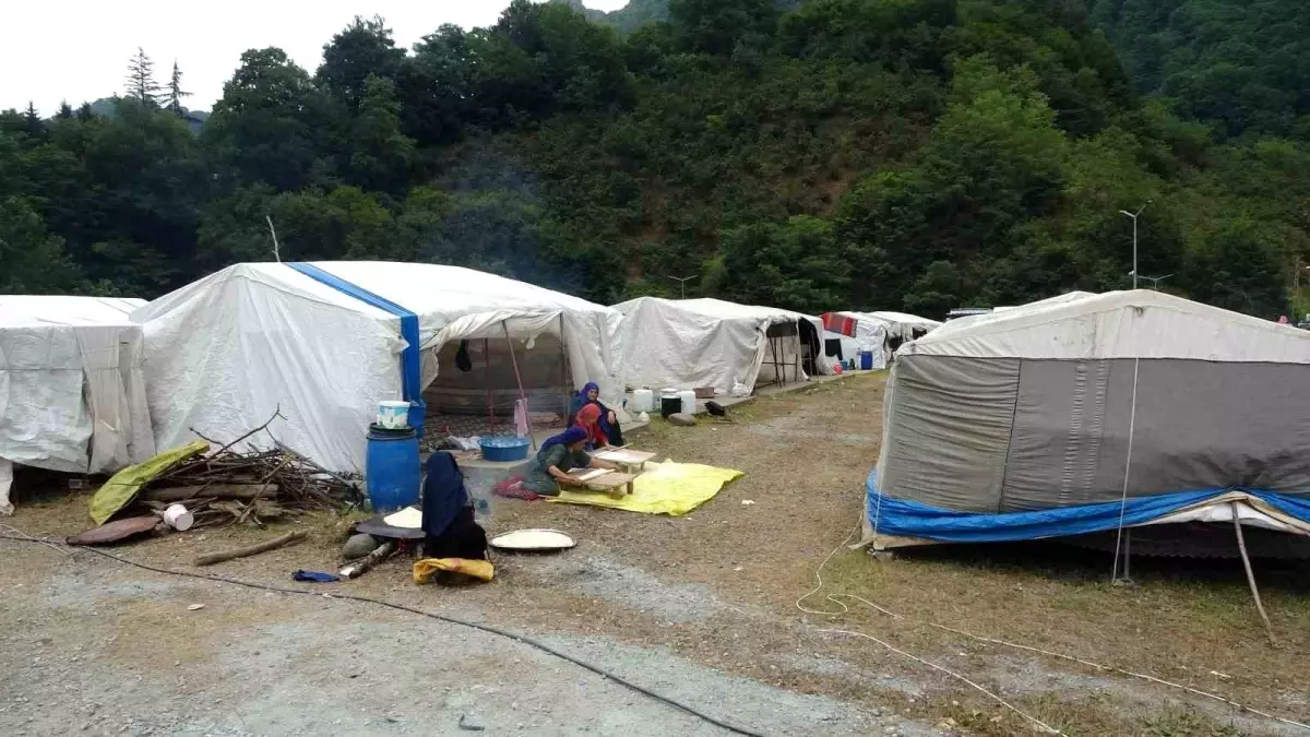 Ordu'da Fındık Hasadı İçin Mevsimlik Tarım İşçileri Geldi