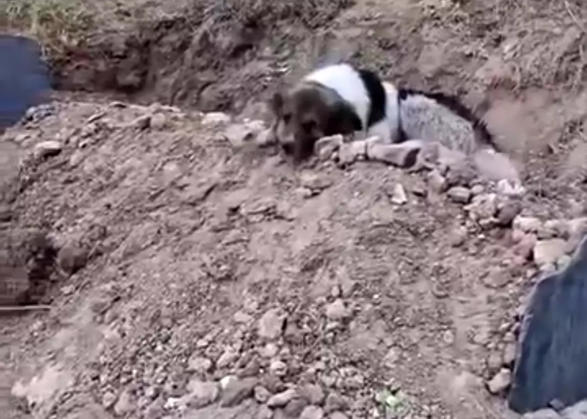 Sadık Köpek, Sahibinin Mezarından Ayrılmıyor