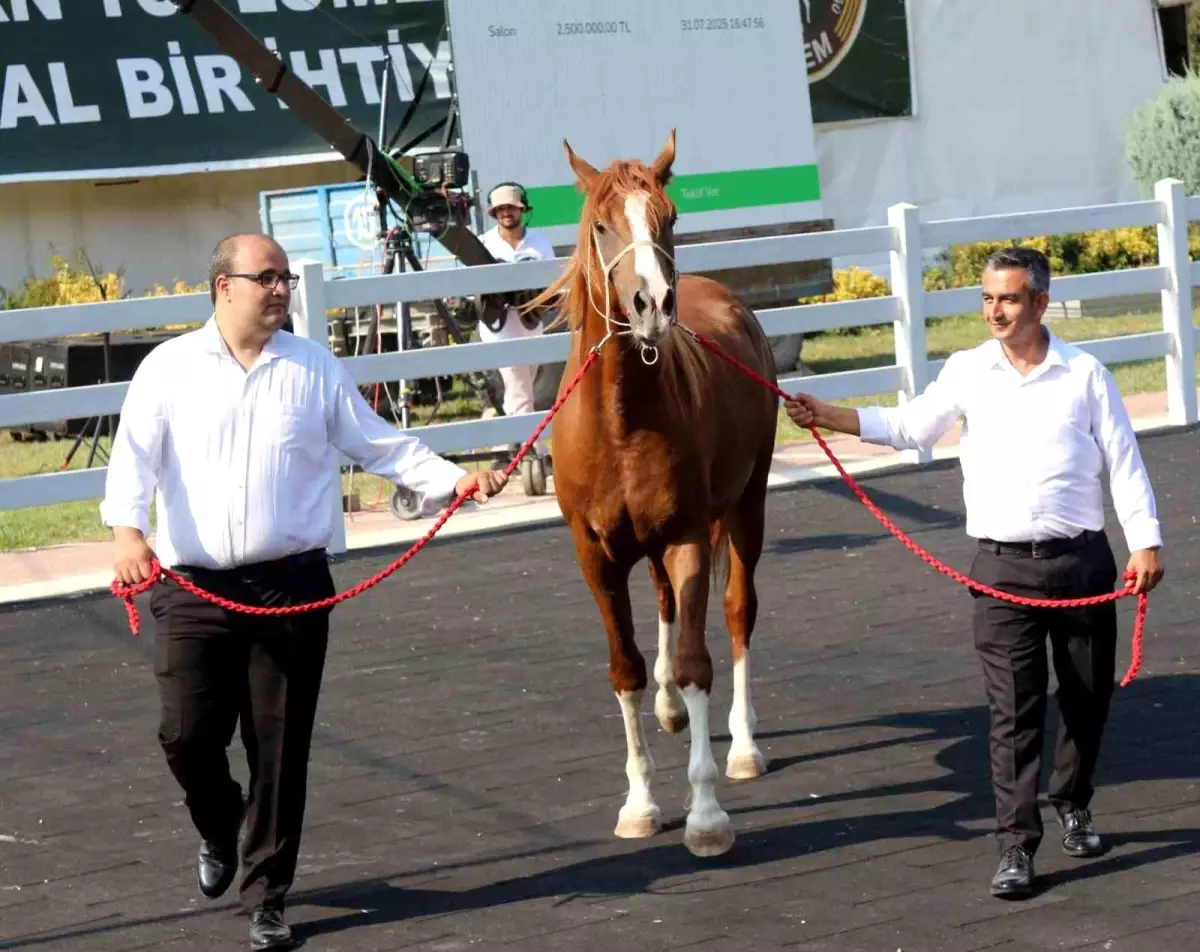 Karacabey Harası'nda 68 Tay Satışı: 45 Milyon TL Gelir Elde Edildi