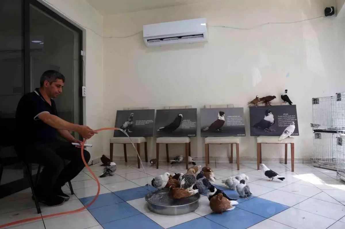 Diyarbakır'daki Güvercin Oteli Sıcaklarda Hayvanlara Serinletme Hizmeti Sunuyor