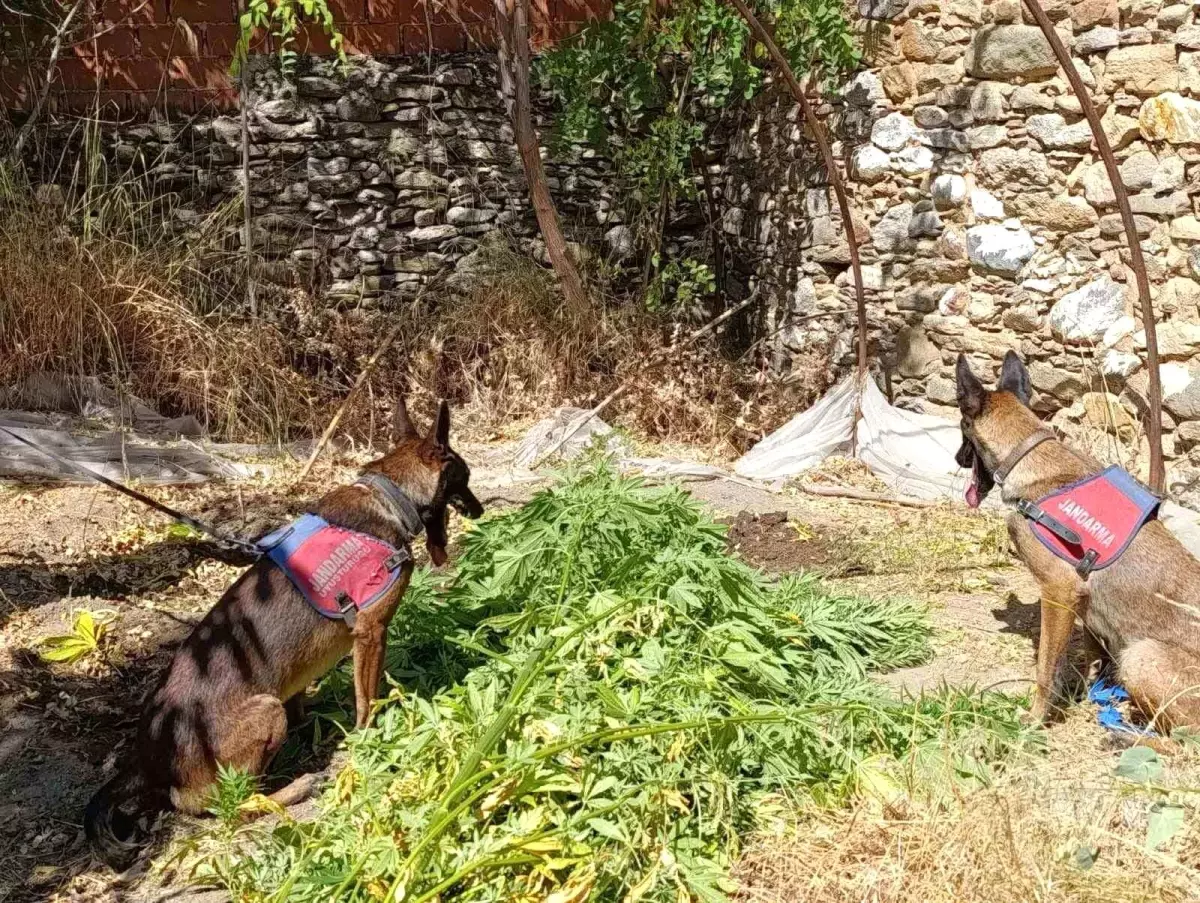 Aydın'da Kenevir Yetiştiren Şahıs Jandarma Tarafından Yakalandı