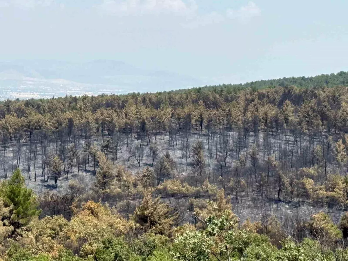 Uşak'ta Orman Yangını Sonrası Yeşillendirme Çalışmaları Başlatıldı