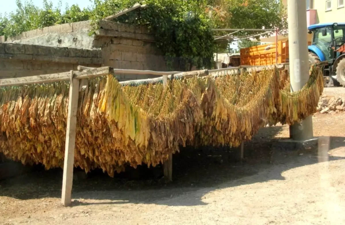 Siirt'te Tütün Hasadı Başladı