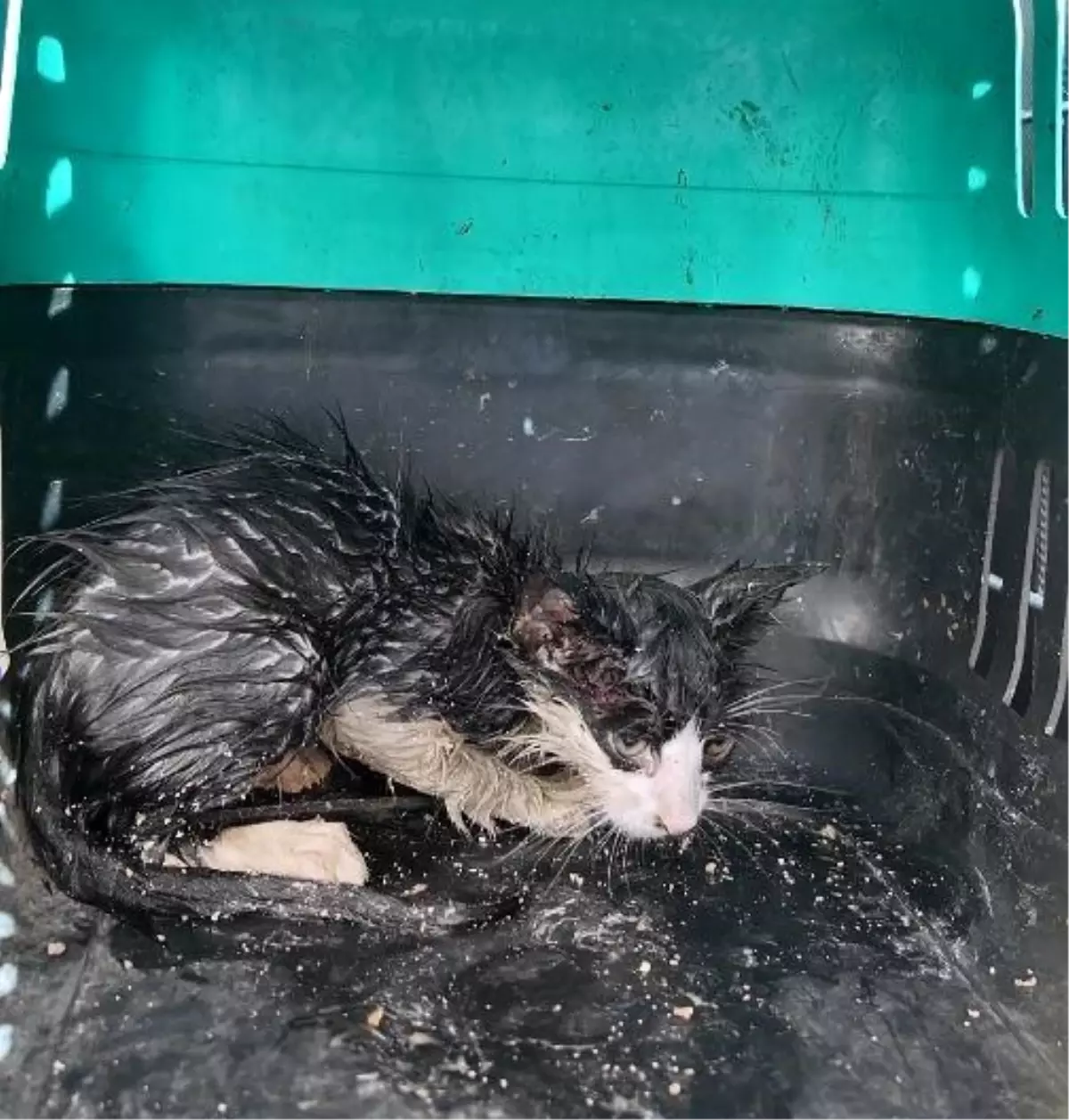 Bolu’da Su Borusunda Sıkışan Yavru Kedi Kurtarıldı
