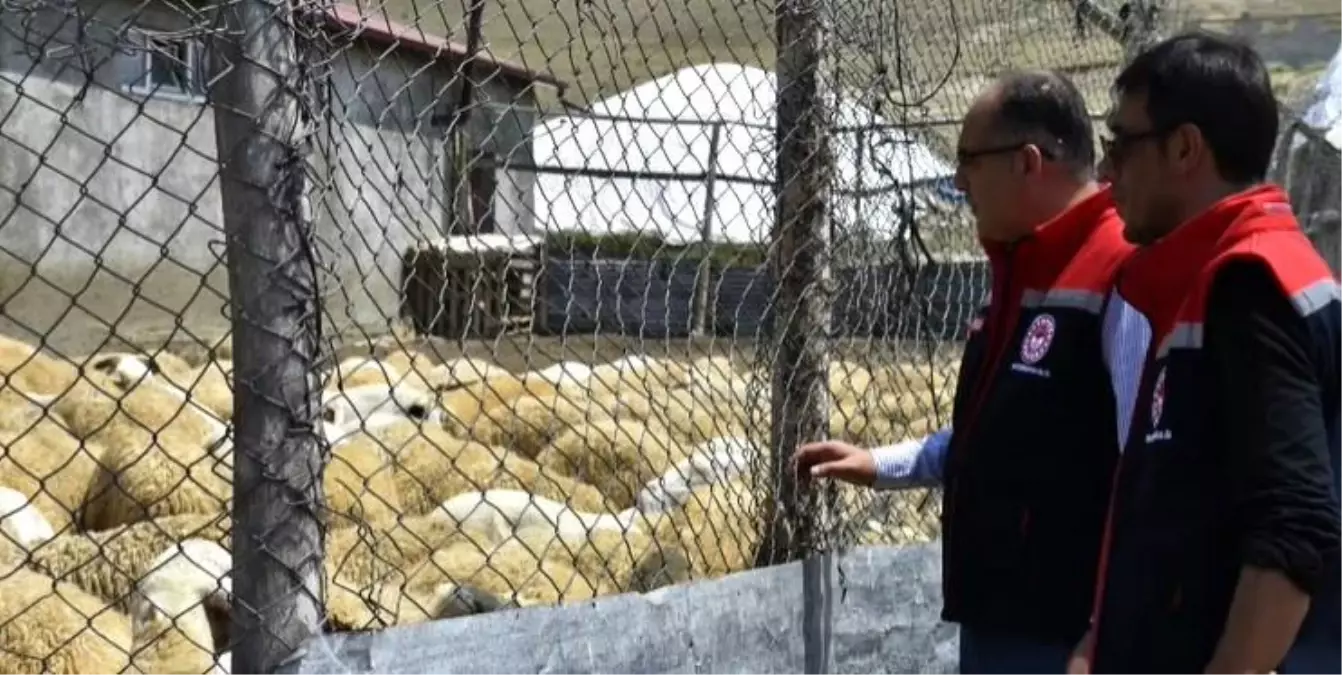 Bayburt'ta Küçükbaş Hayvancılık Uygulamaları İncelendi