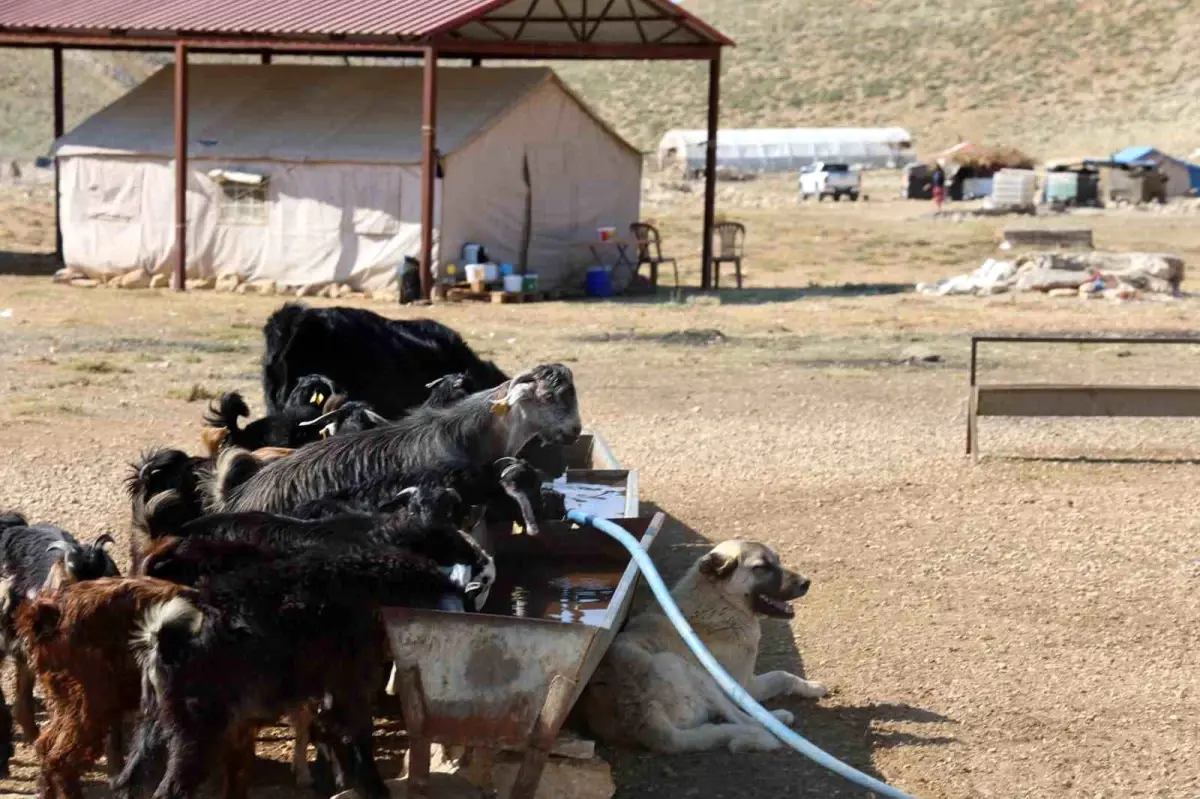Kahramanmaraş'ta Konargöçer Geleneği Yaz Aylarında Canlanıyor