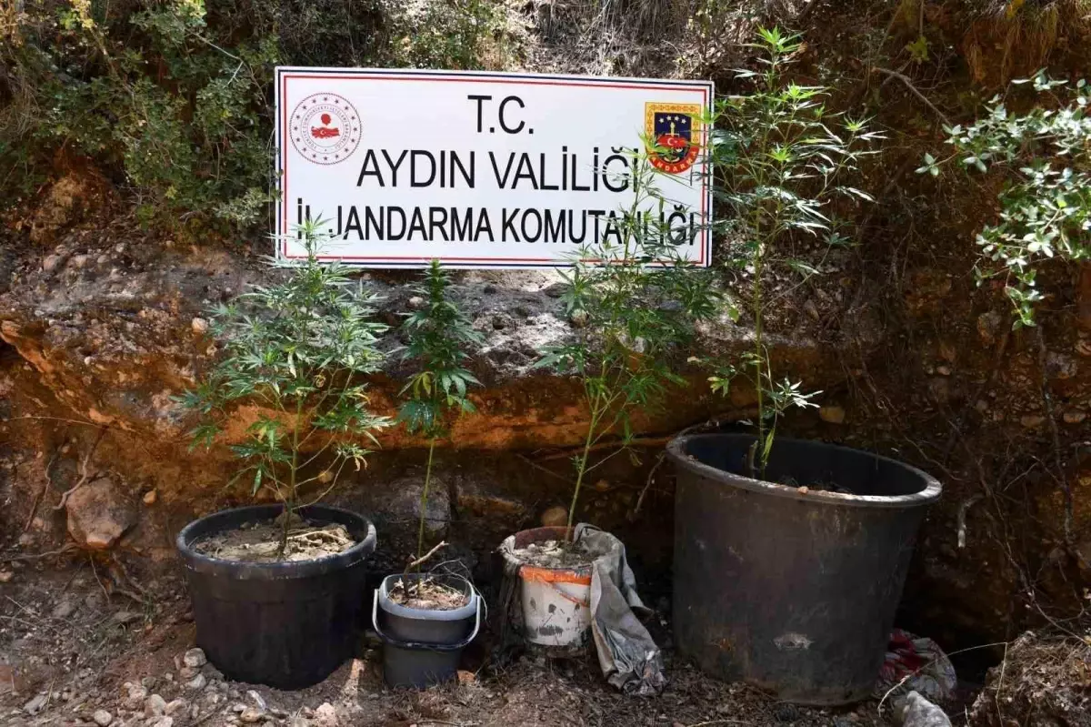 Aydın'da Kenevir Yetiştiren Şüpheli Yakalandı