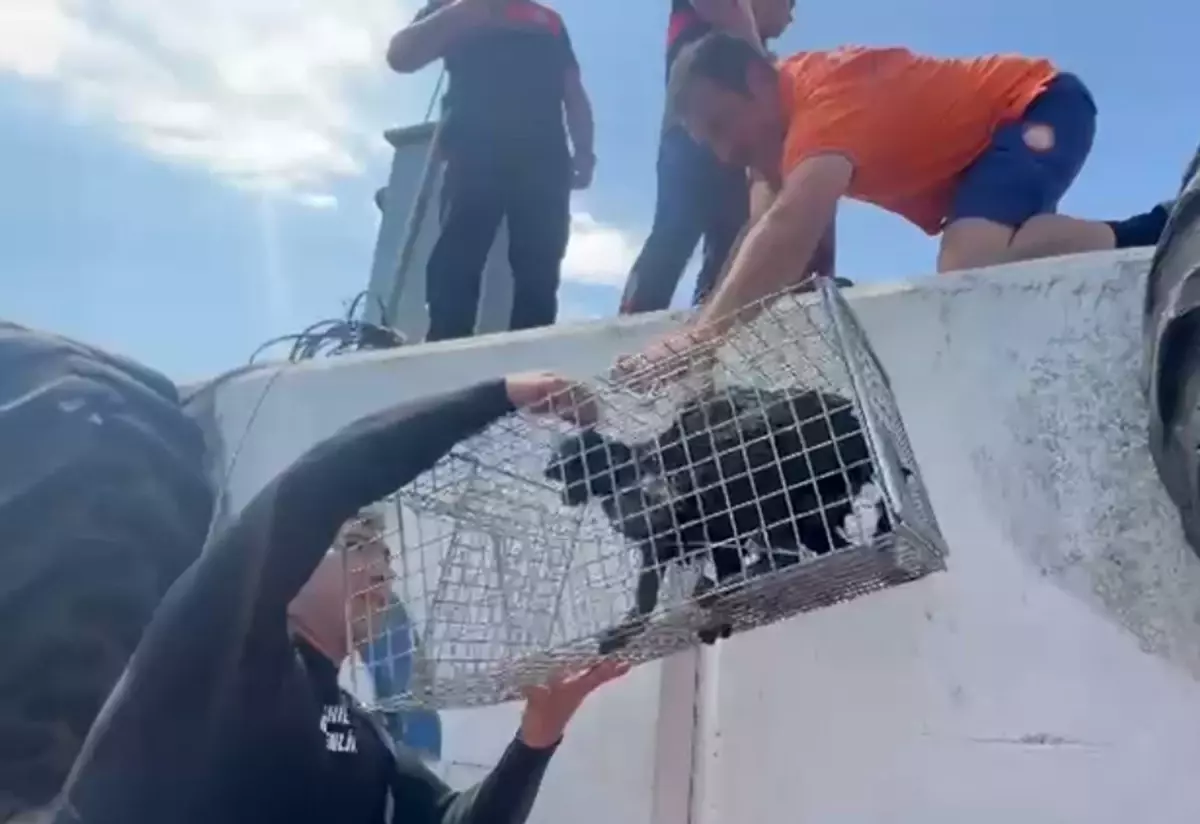 Çanakkale'de Mahsur Kalan Kedi Kurtarıldı