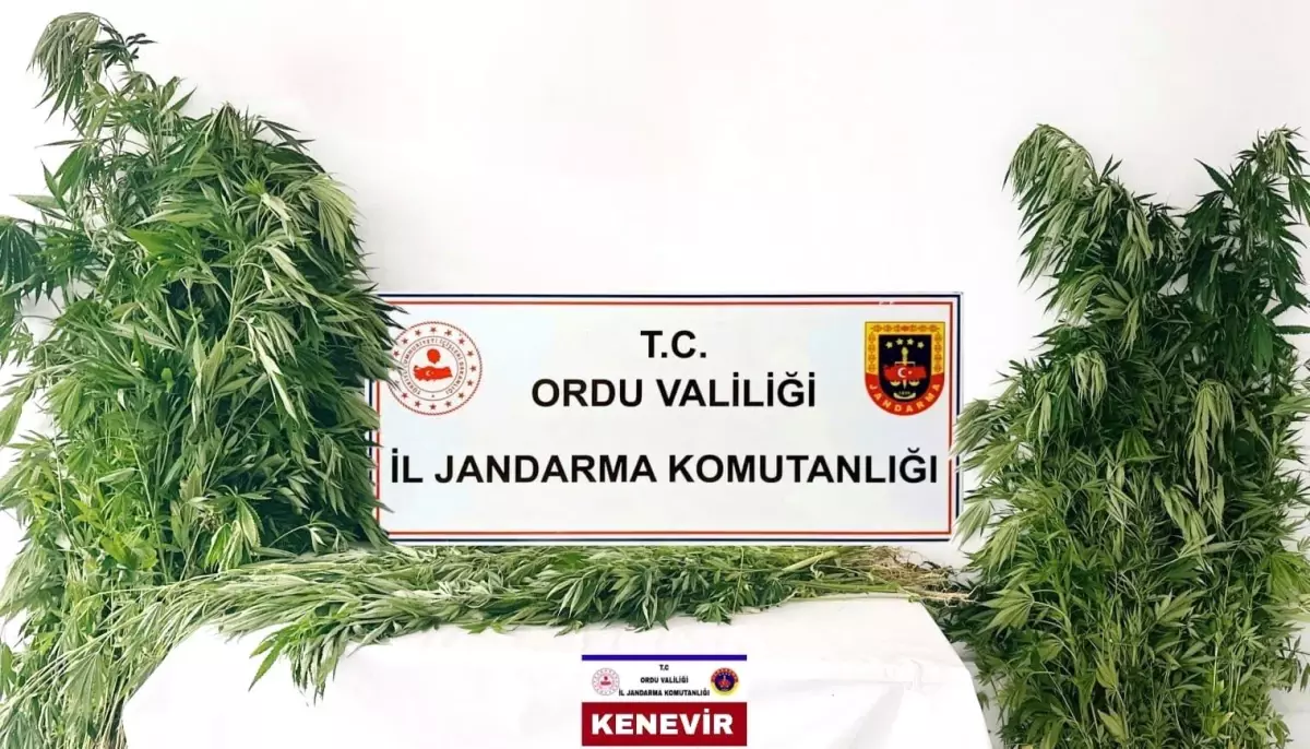 Ordu'da Yasa Dışı Kenevir Operasyonu: 3 Tutuklama
