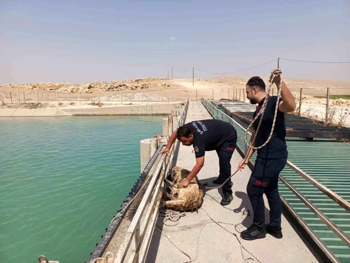 Şanlıurfa'da İtfaiye Ekipleri Sulama Kanalına Düşen Köpeği Kurtardı