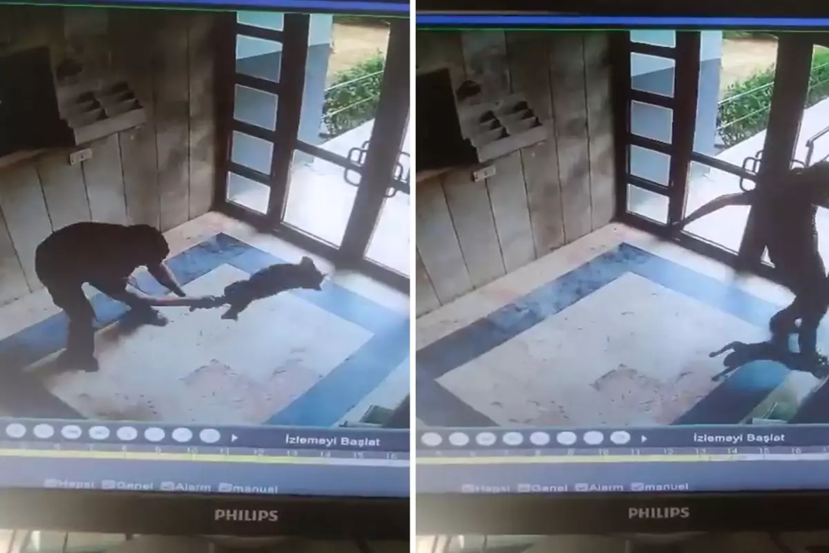 Kediyi dakikalarca işkence ederek öldürdü