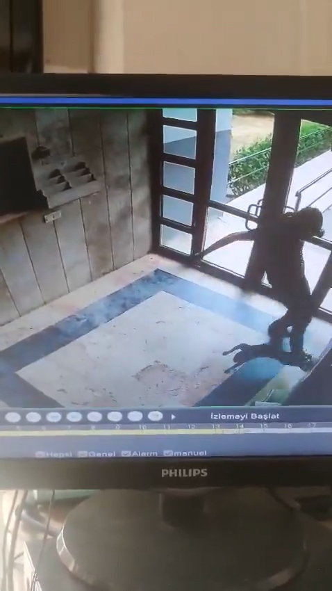 Sokak kedisini dakikalarca işkence ederek öldürdü Sokak kedisini dakikalarca işkence ederek öldürdü