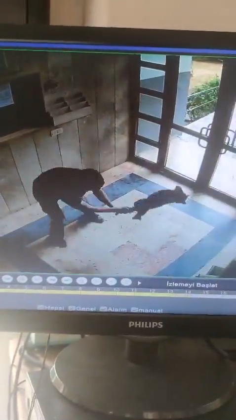 Sokak kedisini dakikalarca işkence ederek öldürdü Sokak kedisini dakikalarca işkence ederek öldürdü