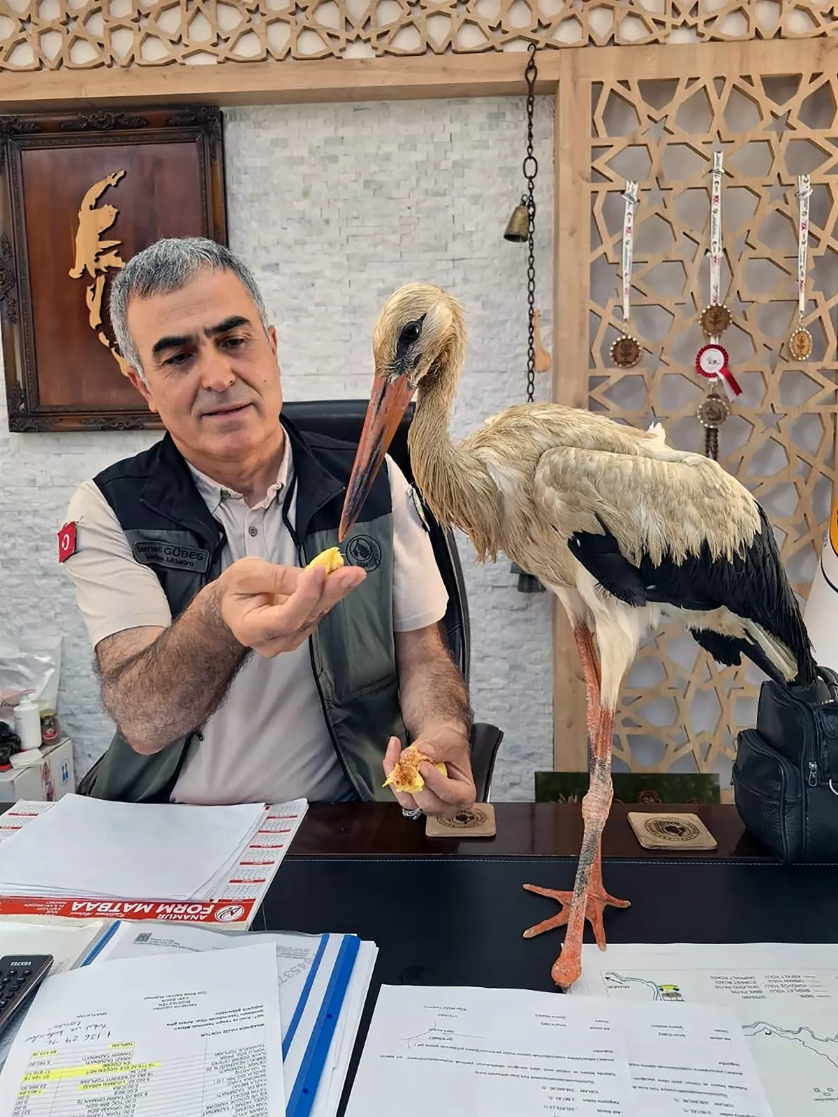 Mersin'de Yaralı Leylek Kurtarıldı