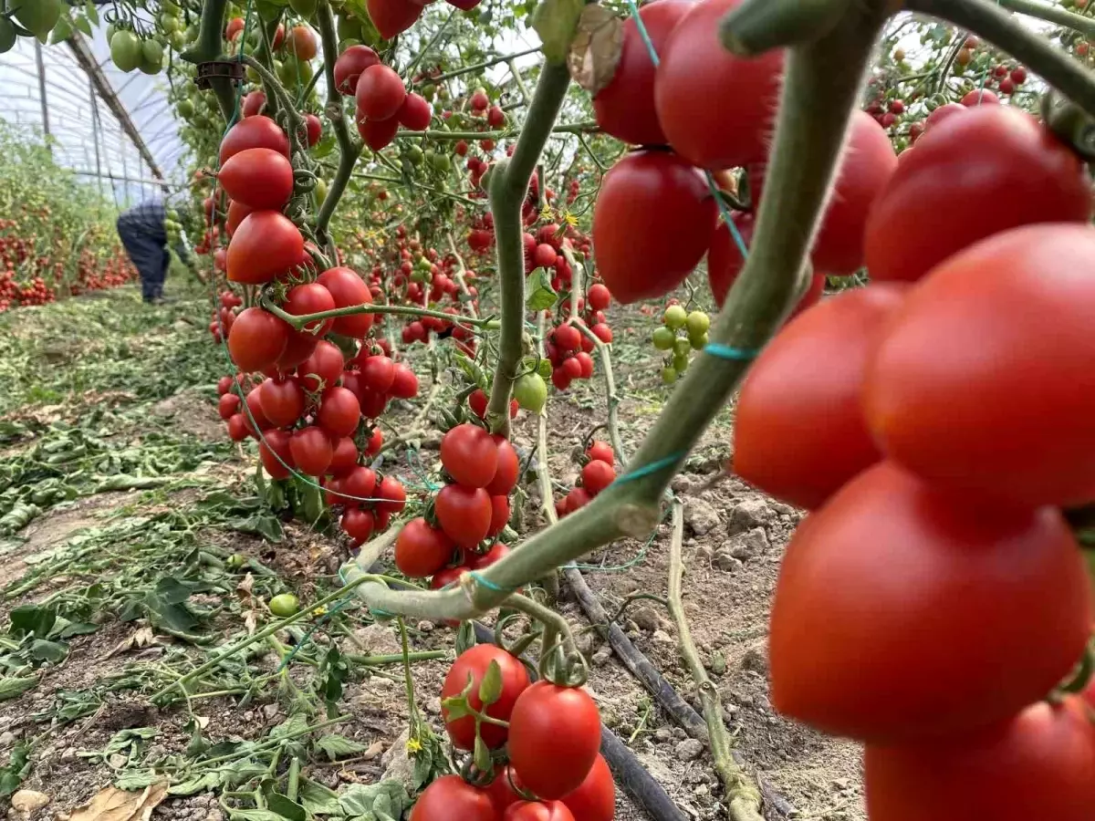 Antalya Hallerinde Domates Fiyat Endeksi Yıllık %47,28 Arttı