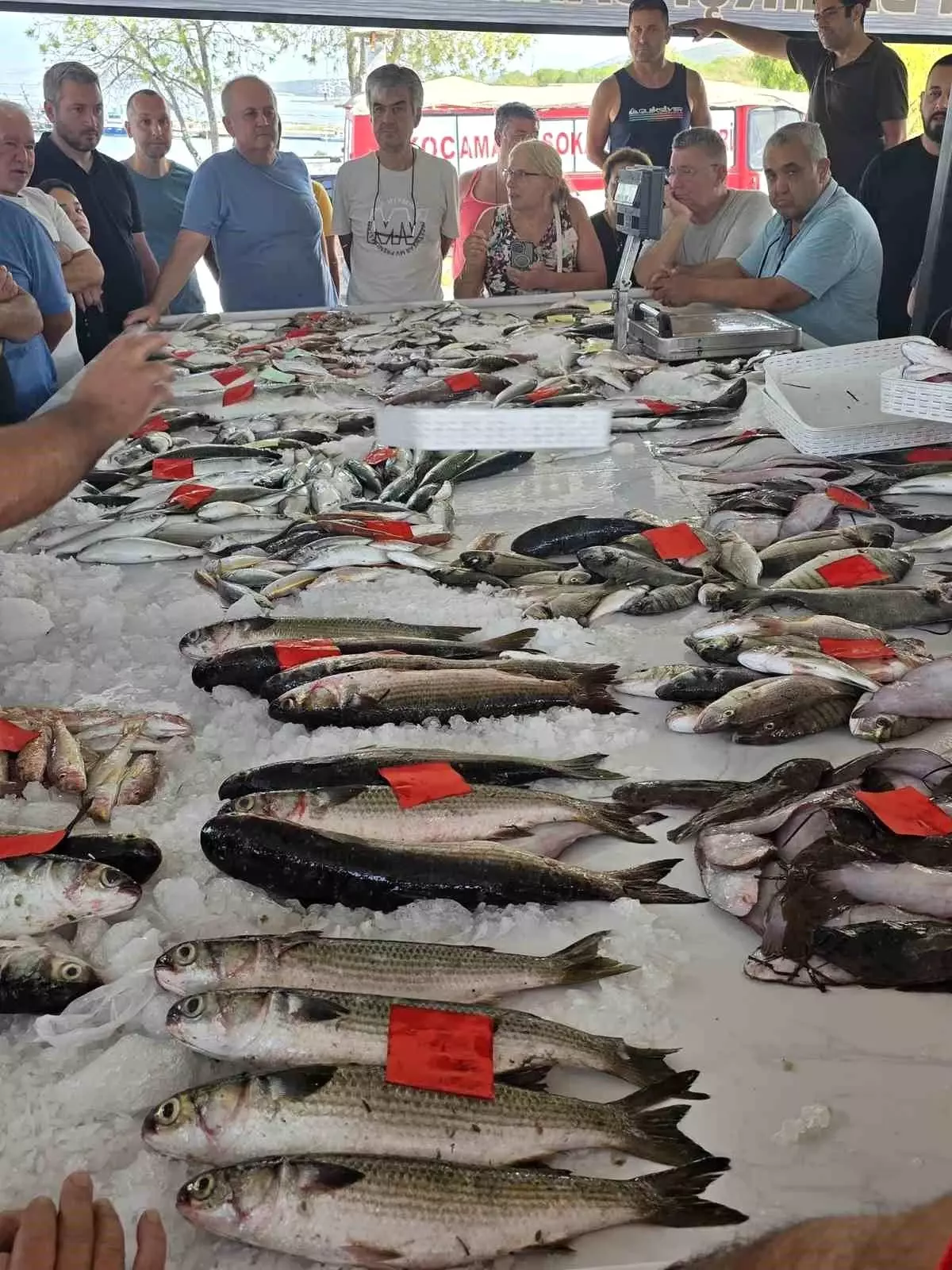 Didim'de İlk Balık Mezatı Düzenlendi