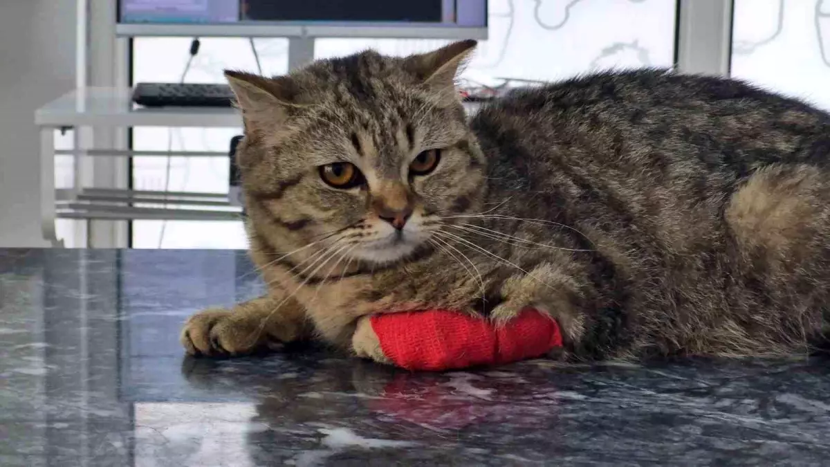 Düzce'de 420 Ton Kedi ve Köpek Maması İhracatı Yapıldı
