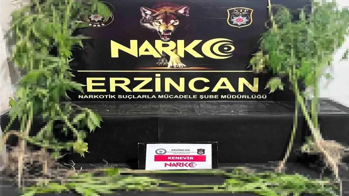 Erzincan'da 15 Kök Kenevir Ele Geçirildi