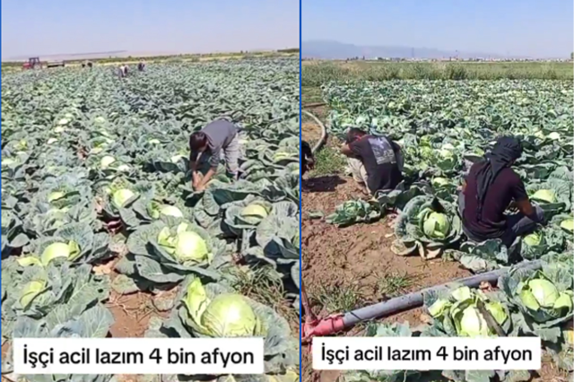 Günlük 4 bin TL'ye işçi bulunamıyor! Tarlada kriz büyüyor Günlük 4 bin TL'ye işçi bulunamıyor! Tarlada kriz büyüyor