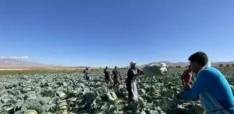 Günlük 4 bin TL'ye işçi bulunamıyor! Tarlada kriz büyüyor
