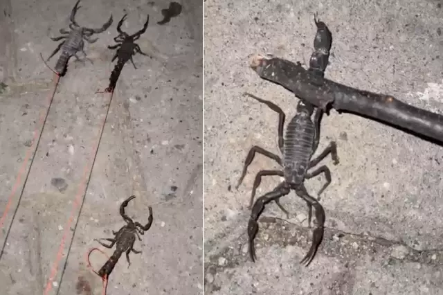 Köyü istila ettiler! Bir ısırığı hayattan koparıyor