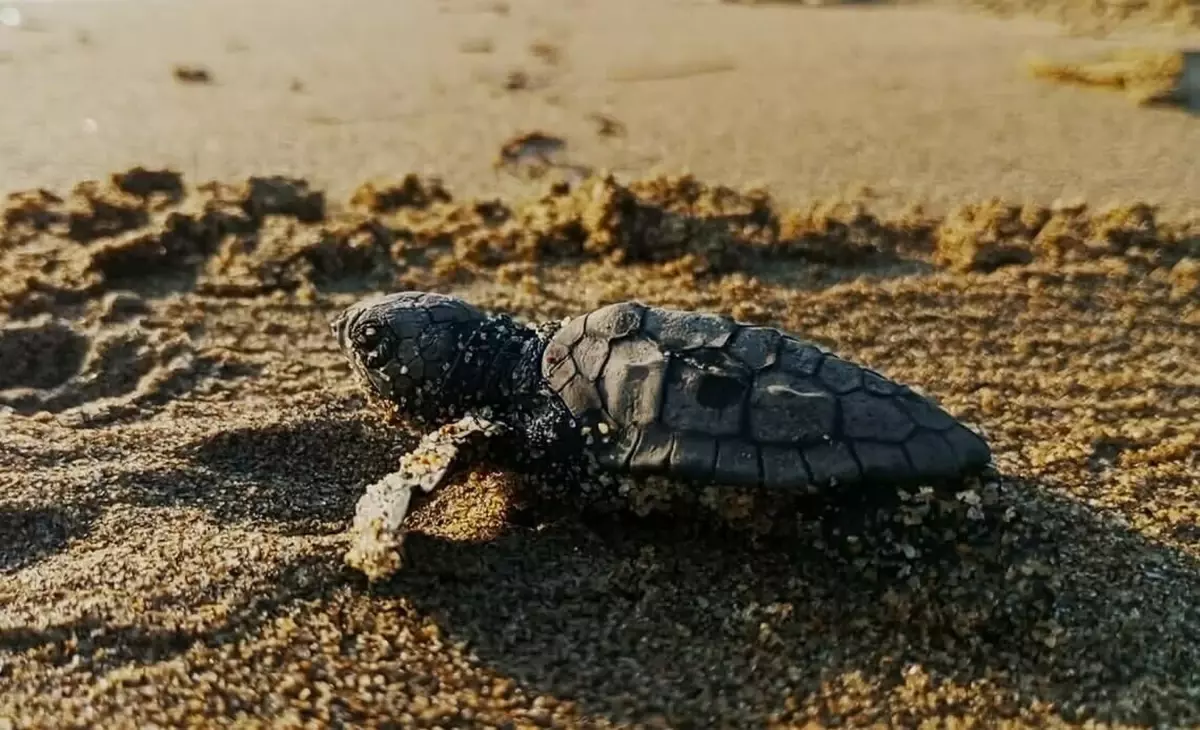 Kuşadası'nda Caretta Caretta Yavruları Denizle Buluştu