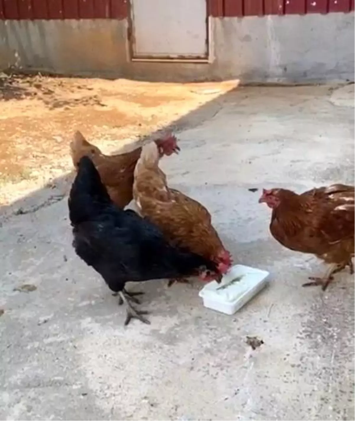 Yaz Sıcaklarında Tavuklara Dondurma İkramı