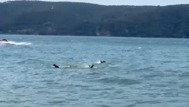 Beykoz'da Tekne Alabora oldu, Bir Kişi Hayatını Kaybetti Beykoz'da Tekne Alabora oldu, Bir Kişi Hayatını Kaybetti