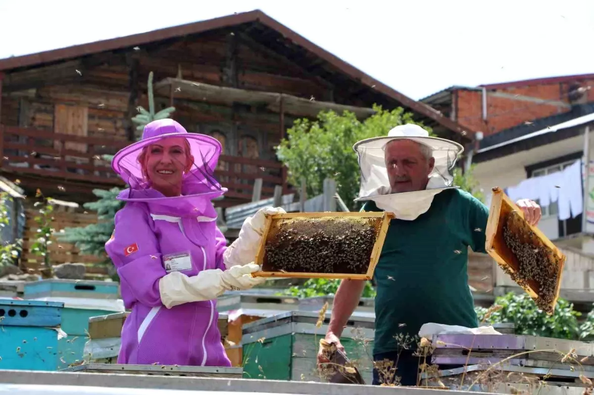 Anzer Balında Rekor Sağım İşlemleri Başladı